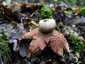 Rőt csillaggomba (Geastrum rufescens), Budai-hegység